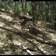 Varanus varius at Pappinbarra, NSW - 23 Oct 2024