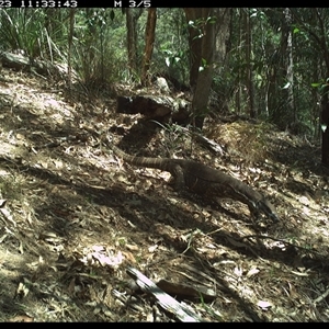 Varanus varius at Pappinbarra, NSW - suppressed