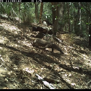 Varanus varius at Pappinbarra, NSW - 23 Oct 2024