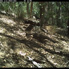 Varanus varius at Pappinbarra, NSW - 23 Oct 2024