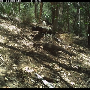 Varanus varius at Pappinbarra, NSW - suppressed