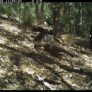 Varanus varius at Pappinbarra, NSW - 23 Oct 2024