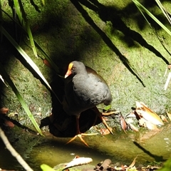 Gallinula tenebrosa at Bundaberg North, QLD - 5 Oct 2024 by Gaylesp8