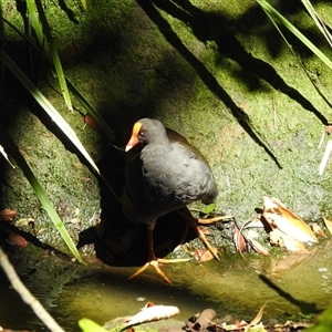 Gallinula tenebrosa (Dusky Moorhen) at Bundaberg North, QLD by Gaylesp8