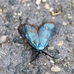 Pollanisus (genus) (A Forester Moth) at Conder, ACT - 23 Nov 2024 by techlibris