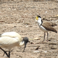 Vanellus miles (Masked Lapwing) at Bundaberg Central, QLD - 5 Oct 2024 by Gaylesp8