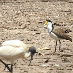 Vanellus miles at Bundaberg Central, QLD - 5 Oct 2024