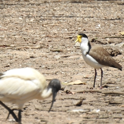 Vanellus miles (Masked Lapwing) at Bundaberg Central, QLD - 5 Oct 2024 by Gaylesp8