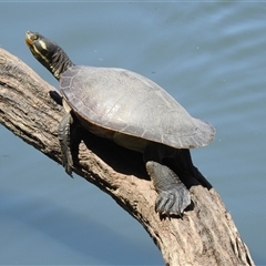 Emydura macquarii kreffti (Krefft's Turtle) at Bundaberg North, QLD - 5 Oct 2024 by Gaylesp8