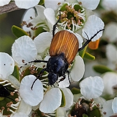 Phyllotocus rufipennis (Nectar scarab) at Bombay, NSW - 23 Nov 2024 by MatthewFrawley