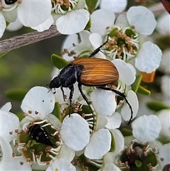 Phyllotocus rufipennis at Bombay, NSW - 23 Nov 2024