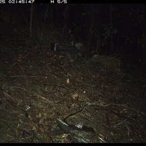 Unidentified Antechinus at Pappinbarra, NSW by jonvanbeest