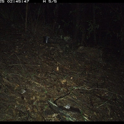 Unidentified Antechinus at Pappinbarra, NSW - 24 Oct 2024 by jonvanbeest