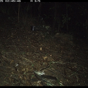 Sminthopsis murina at Pappinbarra, NSW - 25 Oct 2024 02:45 AM