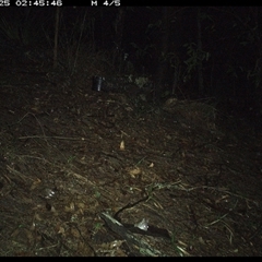 Sminthopsis murina at Pappinbarra, NSW - 25 Oct 2024 02:45 AM