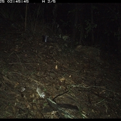 Sminthopsis murina at Pappinbarra, NSW - 25 Oct 2024 02:45 AM