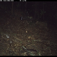 Sminthopsis murina at Pappinbarra, NSW - 25 Oct 2024 02:45 AM