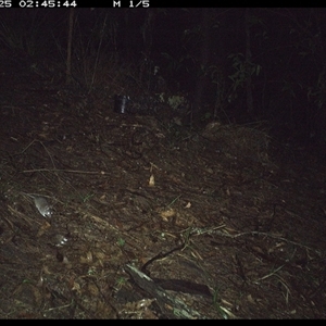 Sminthopsis murina at Pappinbarra, NSW - 25 Oct 2024 02:45 AM