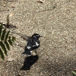 Grallina cyanoleuca at Bundaberg North, QLD - 5 Oct 2024 11:20 AM