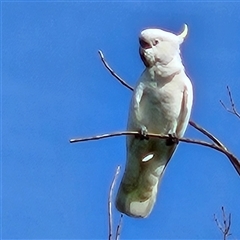 Cacatua galerita at Braidwood, NSW - 23 Nov 2024 by MatthewFrawley