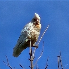 Cacatua sanguinea (Little Corella) at Braidwood, NSW - 24 Nov 2024 by MatthewFrawley