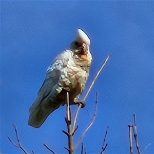 Cacatua sanguinea (Little Corella) at Braidwood, NSW by MatthewFrawley