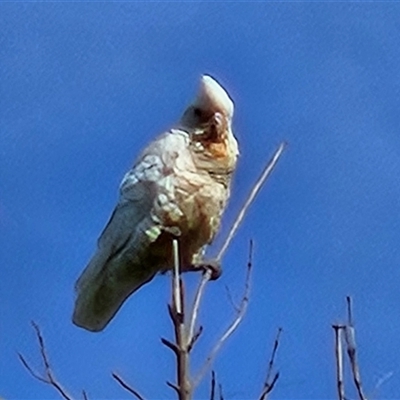 Cacatua sanguinea at Braidwood, NSW - 23 Nov 2024 by MatthewFrawley