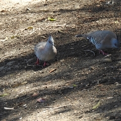 Ocyphaps lophotes (Crested Pigeon) at Bundaberg North, QLD - 5 Oct 2024 by Gaylesp8