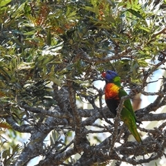 Trichoglossus moluccanus at Bundaberg North, QLD - 5 Oct 2024 by Gaylesp8