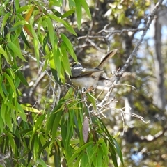 Manorina melanocephala at Bundaberg North, QLD - 5 Oct 2024 by Gaylesp8