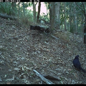 Ptilonorhynchus violaceus (Satin Bowerbird) at Pappinbarra, NSW by jonvanbeest