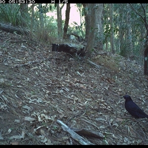 Ptilonorhynchus violaceus at Pappinbarra, NSW - 30 Oct 2024 05:53 AM