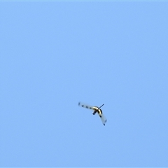 Rhyothemis phyllis (Yellow-striped Flutterer) at Bundaberg North, QLD - 5 Oct 2024 by Gaylesp8