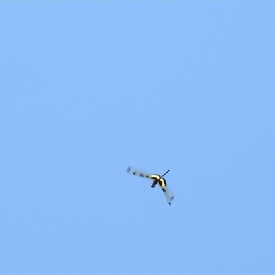 Unidentified Dragonfly or Damselfly (Odonata) at Bundaberg North, QLD - 5 Oct 2024 by Gaylesp8