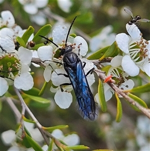 Rhagigaster ephippiger at Bombay, NSW - 23 Nov 2024