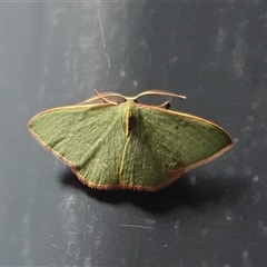 Chlorocoma dichloraria at Yass River, NSW - 23 Nov 2024 by SenexRugosus