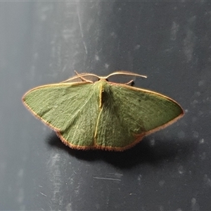 Chlorocoma dichloraria at Yass River, NSW - 23 Nov 2024