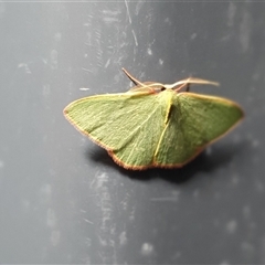 Chlorocoma dichloraria at Yass River, NSW - 23 Nov 2024