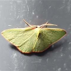 Chlorocoma dichloraria at Yass River, NSW - 23 Nov 2024 09:12 PM