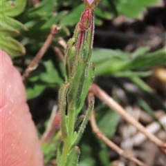 Epilobium billardiereanum subsp. cinereum (Hairy Willow Herb) at Dry Plain, NSW - 23 Nov 2024 by AndyRoo