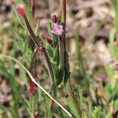 Epilobium billardiereanum subsp. cinereum at Dry Plain, NSW - 23 Nov 2024