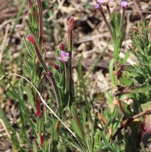 Epilobium billardiereanum subsp. cinereum at Dry Plain, NSW - 23 Nov 2024