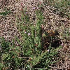 Epilobium billardiereanum subsp. cinereum at Dry Plain, NSW - 23 Nov 2024