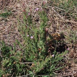 Epilobium billardiereanum subsp. cinereum at Dry Plain, NSW - 23 Nov 2024