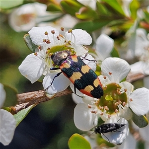 Castiarina sexplagiata at Bombay, NSW - 23 Nov 2024