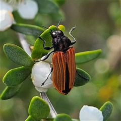 Castiarina erythroptera at Bombay, NSW - 23 Nov 2024 by MatthewFrawley