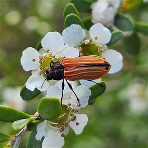 Castiarina erythroptera at Bombay, NSW - 23 Nov 2024