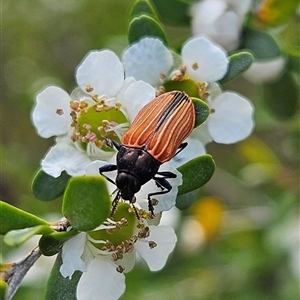 Castiarina erythroptera at Bombay, NSW - 23 Nov 2024