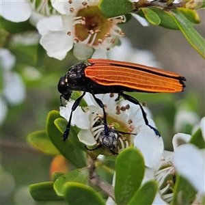 Castiarina erythroptera at Bombay, NSW - 23 Nov 2024