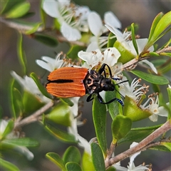 Castiarina erythroptera at Bombay, NSW - 23 Nov 2024